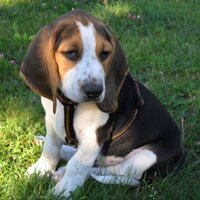 AufDenHundGekommen (@wasmithunden) Twitter profile photo