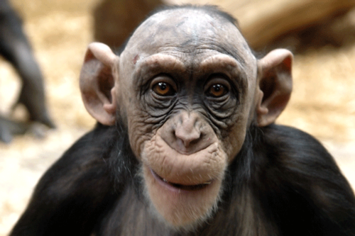 I share with you the best trading systems for stocks, futures, options and forex. If a monkey can trade successfully, so can you!