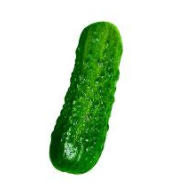 Cuando me presionan para pensar algo absurdo me saturo y pienso en latín (PARODIA, en realidad no soy un pepino)