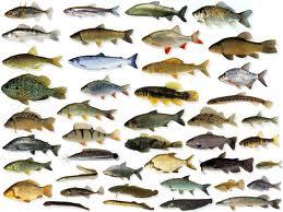 visfacts's profile picture. een actieve timeline vol visfeiten