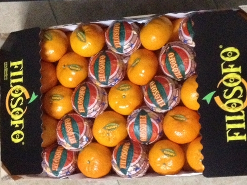 Distribuidor mayorista de naranjas y clementinas en mercado interior.