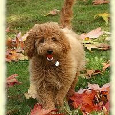 London A Medium Tamaruke Labradoodle Labradoodle Grooming Labradoodle Animals
