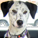 Carol Knowles - @crazzziecat - Twitter