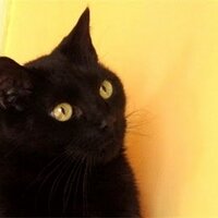 🦋davidarrow (@arrowgivan) 's Twitter Profile