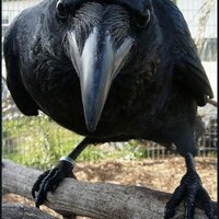 Magycian (@magycian) 's Twitter Profile