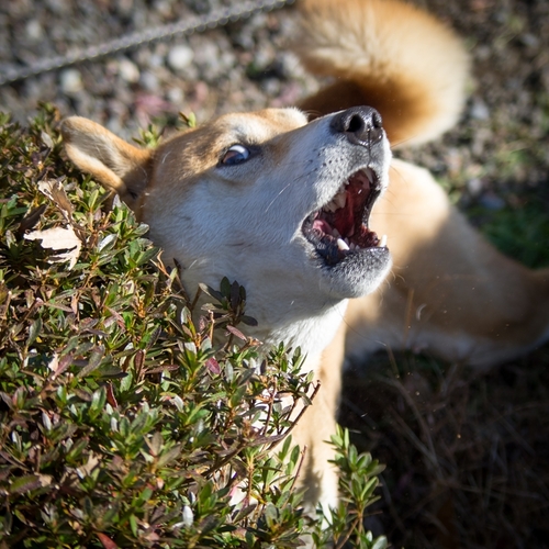 hide_n48's profile picture. BNG系列会社でプログラマやってます。DCコロ落ち、PS2戦記、めぐりあい、WiiMS戦線、DSダブルオー、PS3バトオペなど。ゲーム、漫画を好みますが、ここしばらく写真にハマってます。愛機はGR、K-5IIs。無節操になんでも撮りたいとこですが、最近子供ができたのでもっぱらパパカメラやってます。