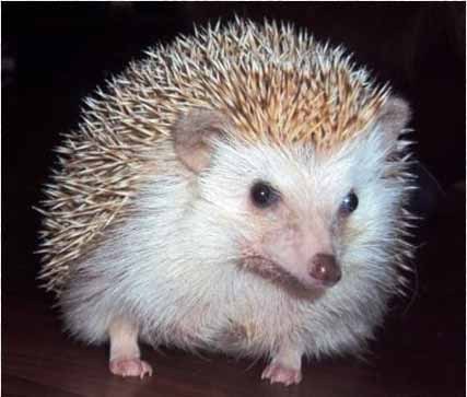 UK National Hedgehog Rescue. We focus on rescue rehome and rehab of Pygmy / Long-eared hedgehogs as well as tenrecs, though we will take in any spiny creature!!