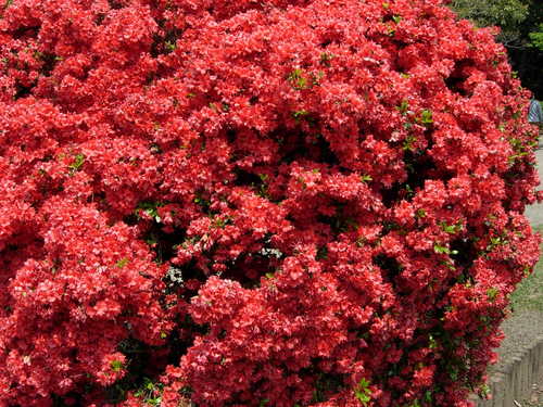 fesanwowoo's profile picture. 仙台市あるいは盛岡市たまに山形市。依存症者です。嗜癖にどうやっても抗えません。たぶん売国奴。 エウロパに手を出してはならぬ。