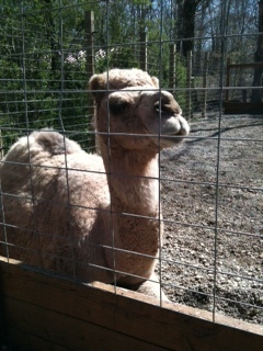 finleyfoo1's profile picture. 