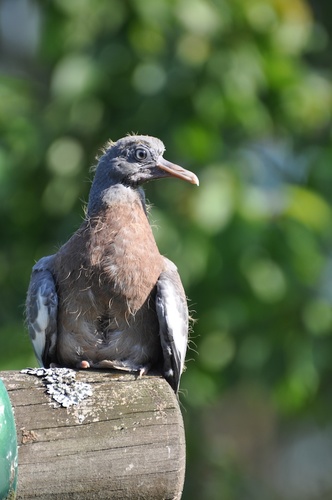 chagnyd's profile picture. 