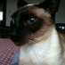 Steve (@ujs6591) Twitter profile photo Steve (@ujs6591) Twitter profile photo