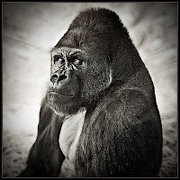 Just another capitalist ape into politics, beauty, music, old cars, bikes and general buffoonery.