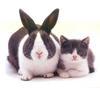 EliteDomainer's profile picture. Domain Investing; Domain Rep/Agent; Domain Planning & Launch; Stock Investing and Trading;