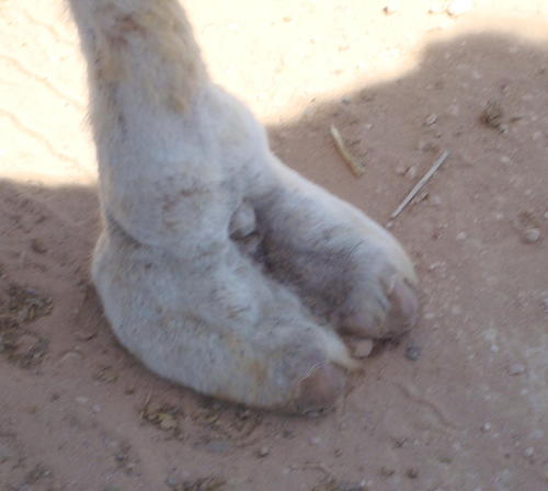 Experienced Camel's Toe Photographer ;-)