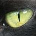 The Darkest Star 🖤✨🌒⚡️🔭🤍 (@misifusa8) Twitter profile photo The Darkest Star 🖤✨🌒⚡️🔭🤍 (@misifusa8) Twitter profile photo