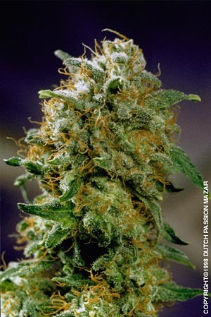 Chapado e sempre ativo! #OrgulhoTHC #DescriminalizaSTF Se JAH criou a natureza e as belezas da vida, porque então minha erva é proibida?