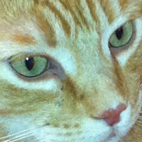 MetzKC's profile picture. 