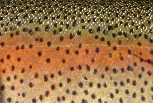 Because You Can't Build a Better Fish.