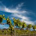 Wine Mountain (@wmfarm) Twitter profile photo