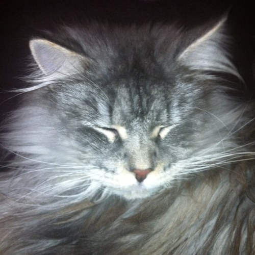 mullis_liz's profile picture. 