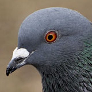 detroitpigeon's profile picture. sorry about your car