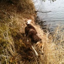 bradley grant - @CanuckNerd - Twitter