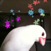はく (@r_sohappy) 's Twitter Profile