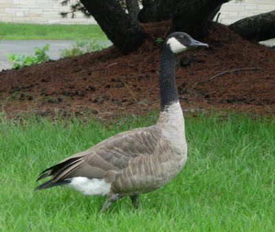 zansetu1's profile picture. 