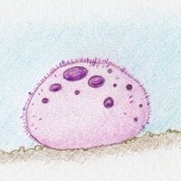 Kathryn Hall (@kat4sponges) 's Twitter Profile Photo Kathryn Hall (@kat4sponges) 's Twitter Profile Photo