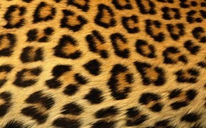 LeopardPrintsRL's profile picture. LeopardPrintsRedLips 
Fashion. Beauty. Photography