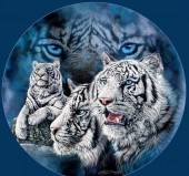 TracySchilling's profile picture. 