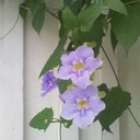 katrina hodge - @sexykatie_340 - Twitter