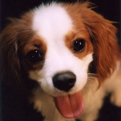 1 cute pooch Clearance