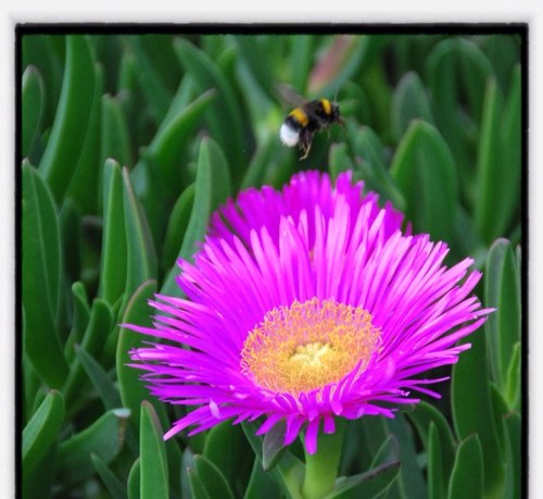 Verborgentranen's profile picture. 35 jaar. Bezig sinds mei 2006. endo, 6xIUI, 2x ICSI, dochter verloren na 22 weken zw'schap. Daarna 6 ICSI's. AMH 0,14. En nu? ECD! Bevallen van zoon dec '15.