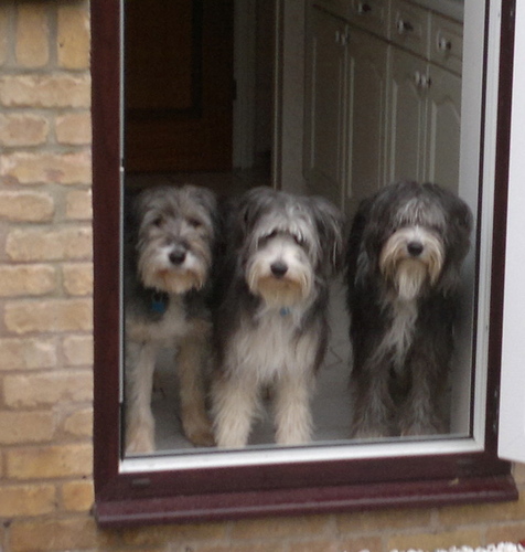 We were 3 bearded collies then 2 now 3 again + Elka not that good but