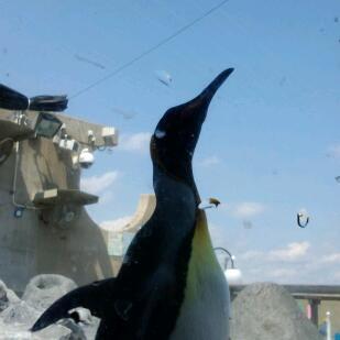 soraNICOisuru's profile picture. 飛べないなりに、もがいて生きている。青に焦がれて、青を見上げる。水を得た魚になりたい。高橋一生さん💖藤井風、NICO Touches the Walls、ONE OK ROCK、SUPER BEAVER