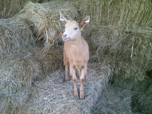Rare Breed Golden Guernsey, baking with home produce,preserves,veg grdn.hens, prt,horses,racing.