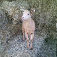 Caroline (@goldengoats) 's Twitter Profile