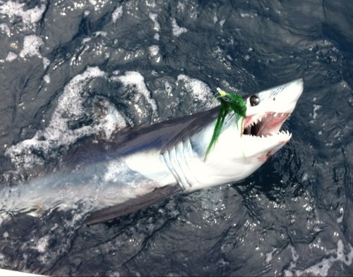 GWidom's profile picture. 