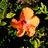 mahalo_1012's profile image