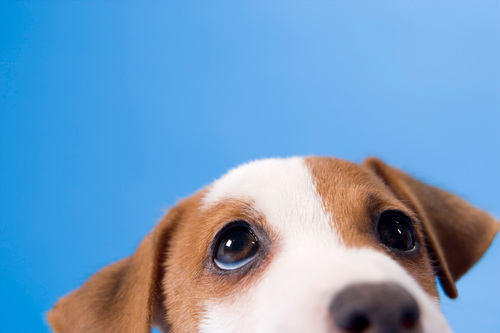 petsandweather's profile picture. Learning what to do when the weather affects pets