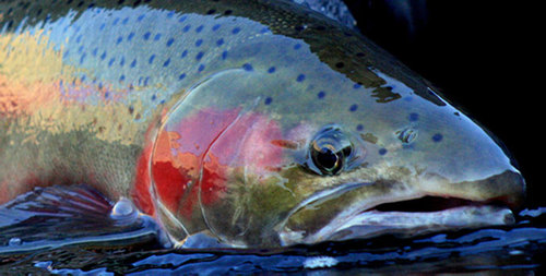 Niall_Mcc's profile picture. 