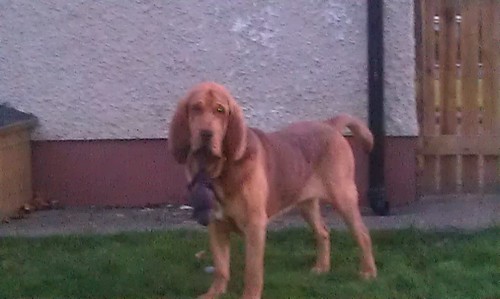 kildarechick's profile picture. 