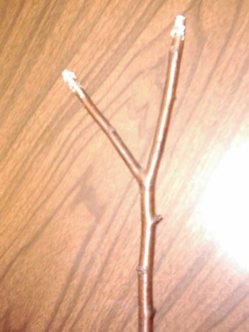 standrewsgs's profile picture. We're a Girl Scout troop doing what we can to make the world a better place