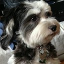 Eva Hanson - @EvadogHanson - Twitter