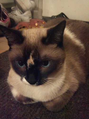 A loveable chubby kitten being as cute as possible TVD obsessed creature. @jeszyISF @SexySomer @Arnold_Chiro