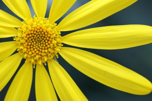I invite you to view my image gallery of flowering plants and exotic flowers.  Visit  http://t.co/yU4Qm4XxGJ