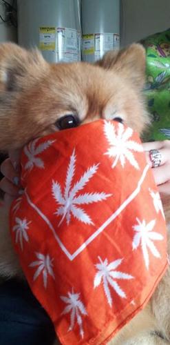 Bluntheadjay