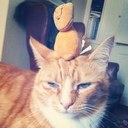 Harry Hale - @HarryHaleTheCat - Twitter