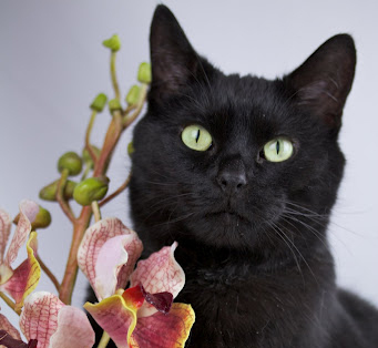 Amanda_J_Smith's profile picture. I'm unleashing my love for animals @ http://t.co/QRbfWlHq0A